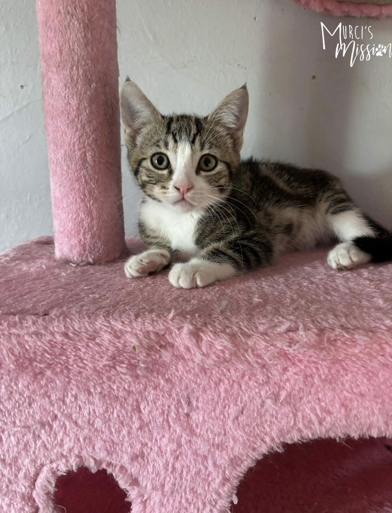 Bobby, an adoptable Domestic Short Hair in Spokane , WA, 99209 | Photo Image 3