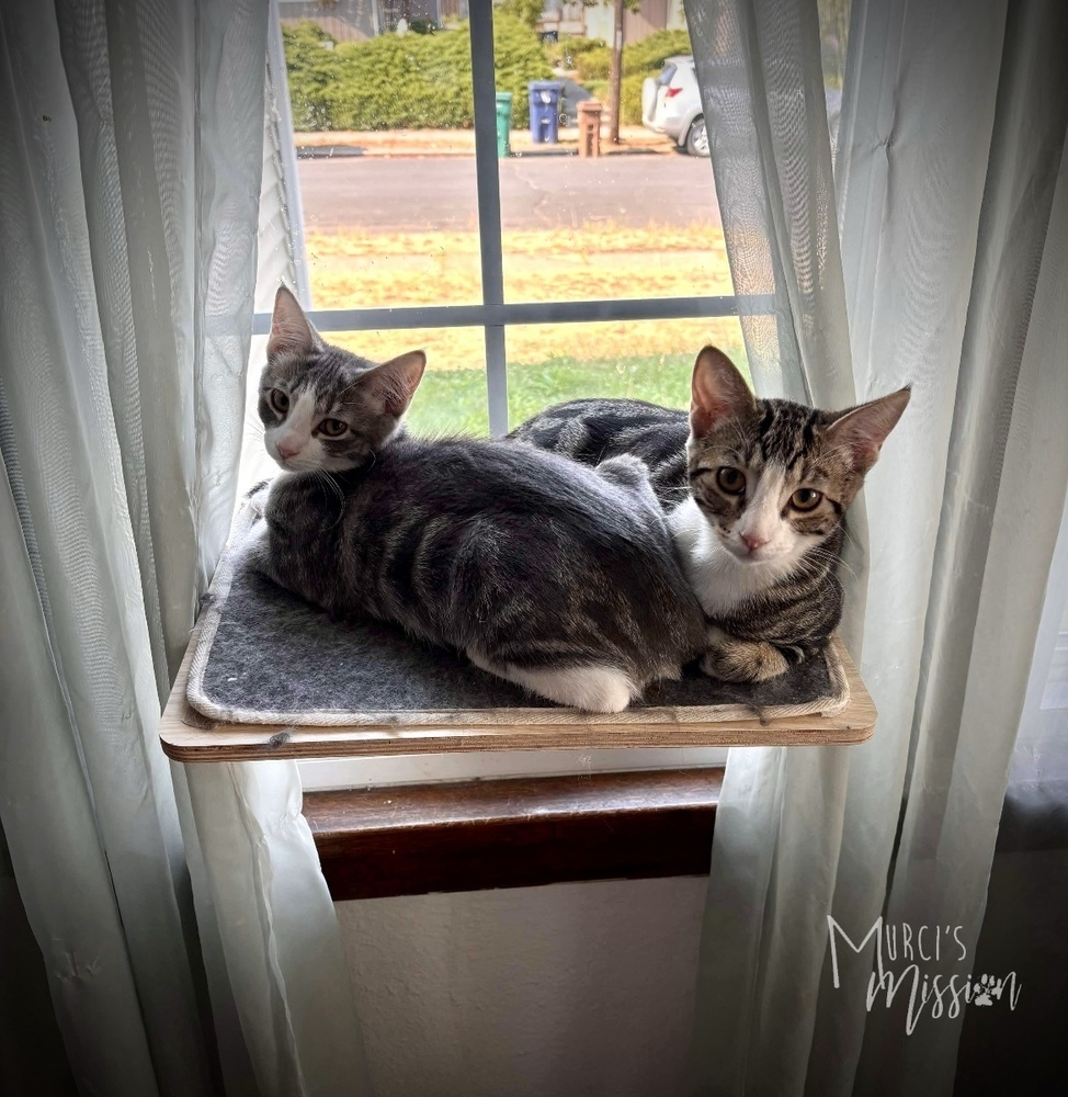 Bobby, an adoptable Domestic Short Hair in Spokane , WA, 99209 | Photo Image 5