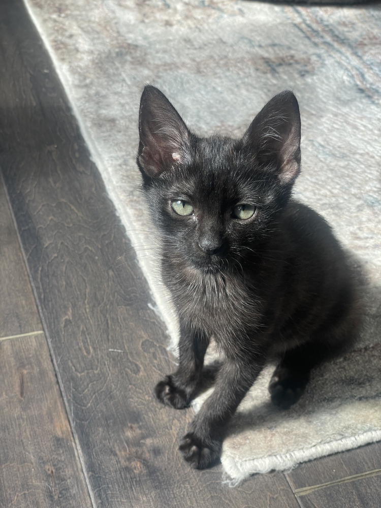 Asphalt, an adoptable Domestic Short Hair in Lafayette, CO, 80026 | Photo Image 1