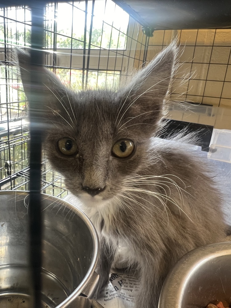 Sue 21C-0389, an adoptable Domestic Short Hair in Corinth, MS, 38834 | Photo Image 2