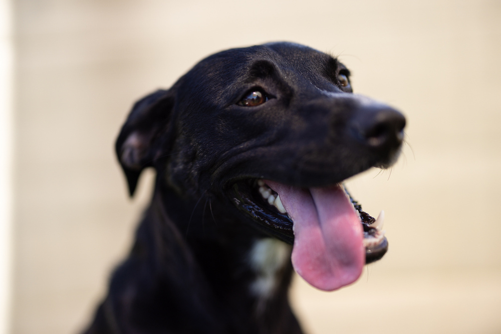 Lilah, an adoptable Labrador Retriever, Whippet in Winter Garden, FL, 34787 | Photo Image 1