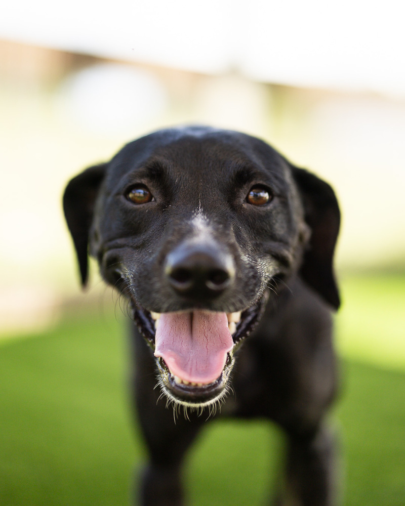 Lilah, an adoptable Labrador Retriever, Whippet in Winter Garden, FL, 34787 | Photo Image 2