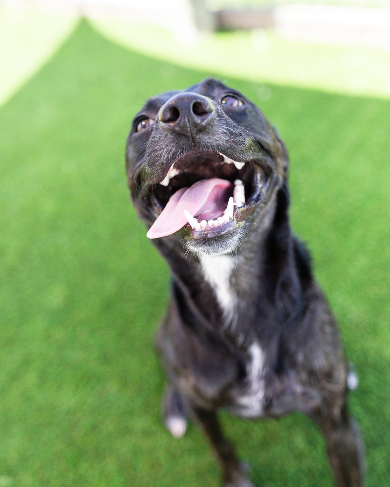 Lilah, an adoptable Labrador Retriever, Whippet in Winter Garden, FL, 34787 | Photo Image 3