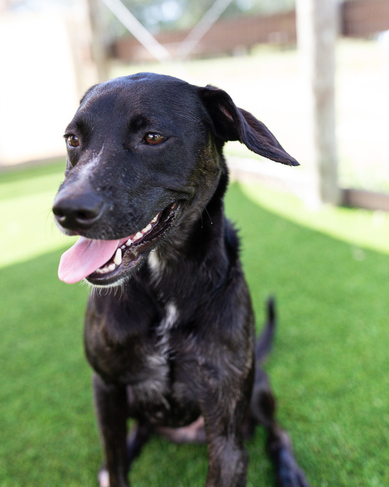 Lilah, an adoptable Labrador Retriever, Whippet in Winter Garden, FL, 34787 | Photo Image 4