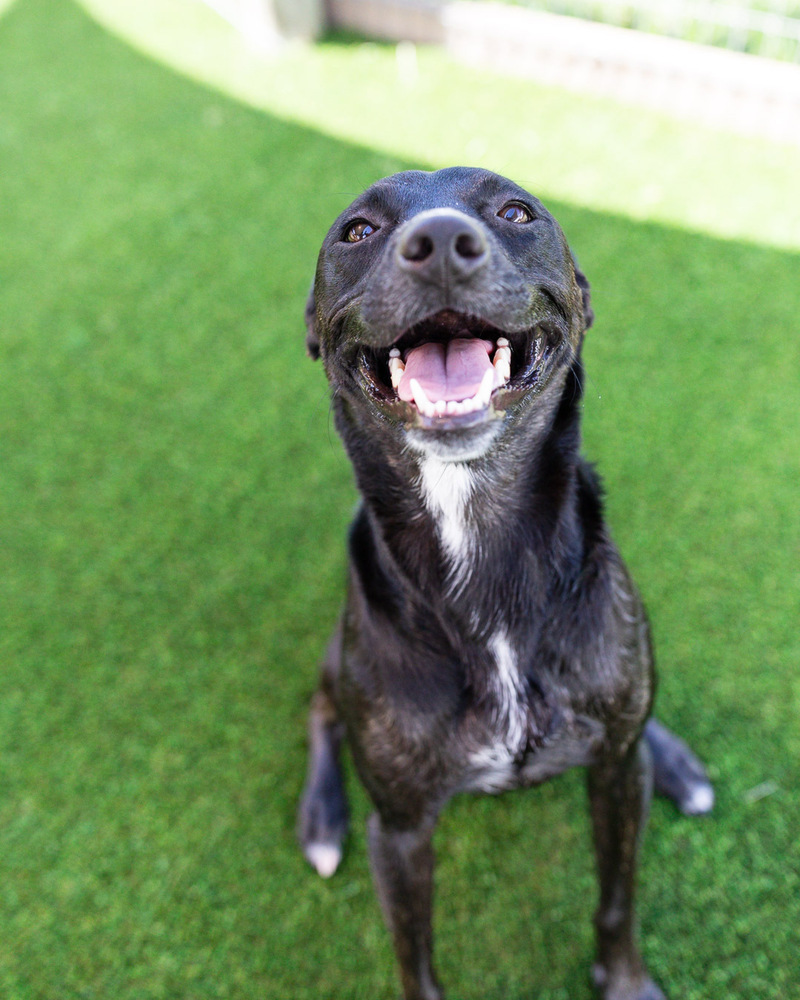 Lilah, an adoptable Labrador Retriever, Whippet in Winter Garden, FL, 34787 | Photo Image 5