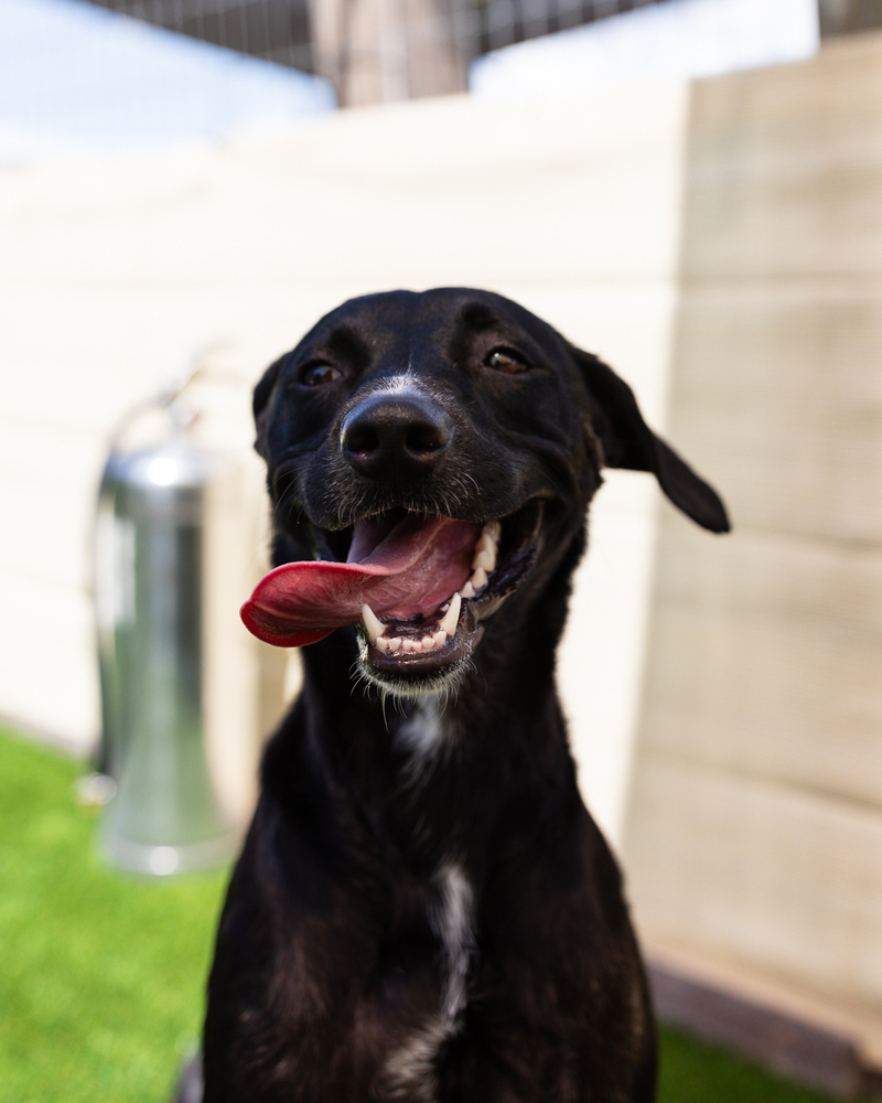 Lilah, an adoptable Labrador Retriever, Whippet in Winter Garden, FL, 34787 | Photo Image 6