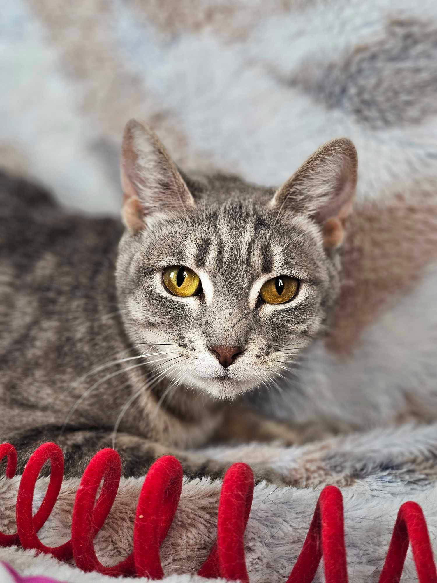 Sharon, an adoptable Tabby, Domestic Short Hair in Mankato, MN, 56001 | Photo Image 1