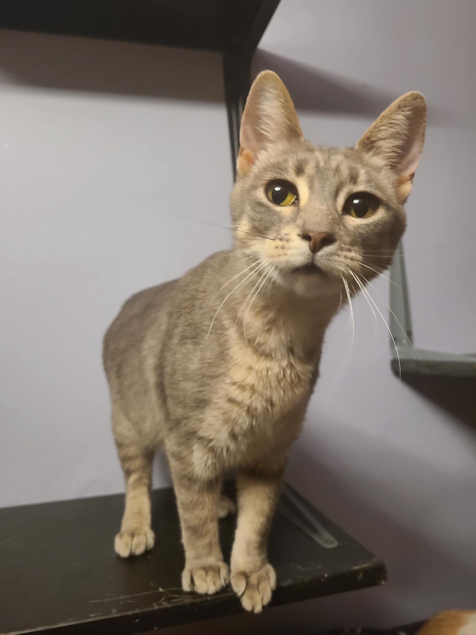 Sharon, an adoptable Tabby, Domestic Short Hair in Mankato, MN, 56001 | Photo Image 1