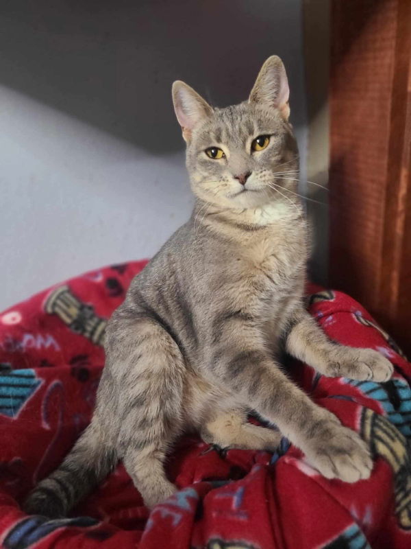 Sharon, an adoptable Tabby, Domestic Short Hair in Mankato, MN, 56001 | Photo Image 2