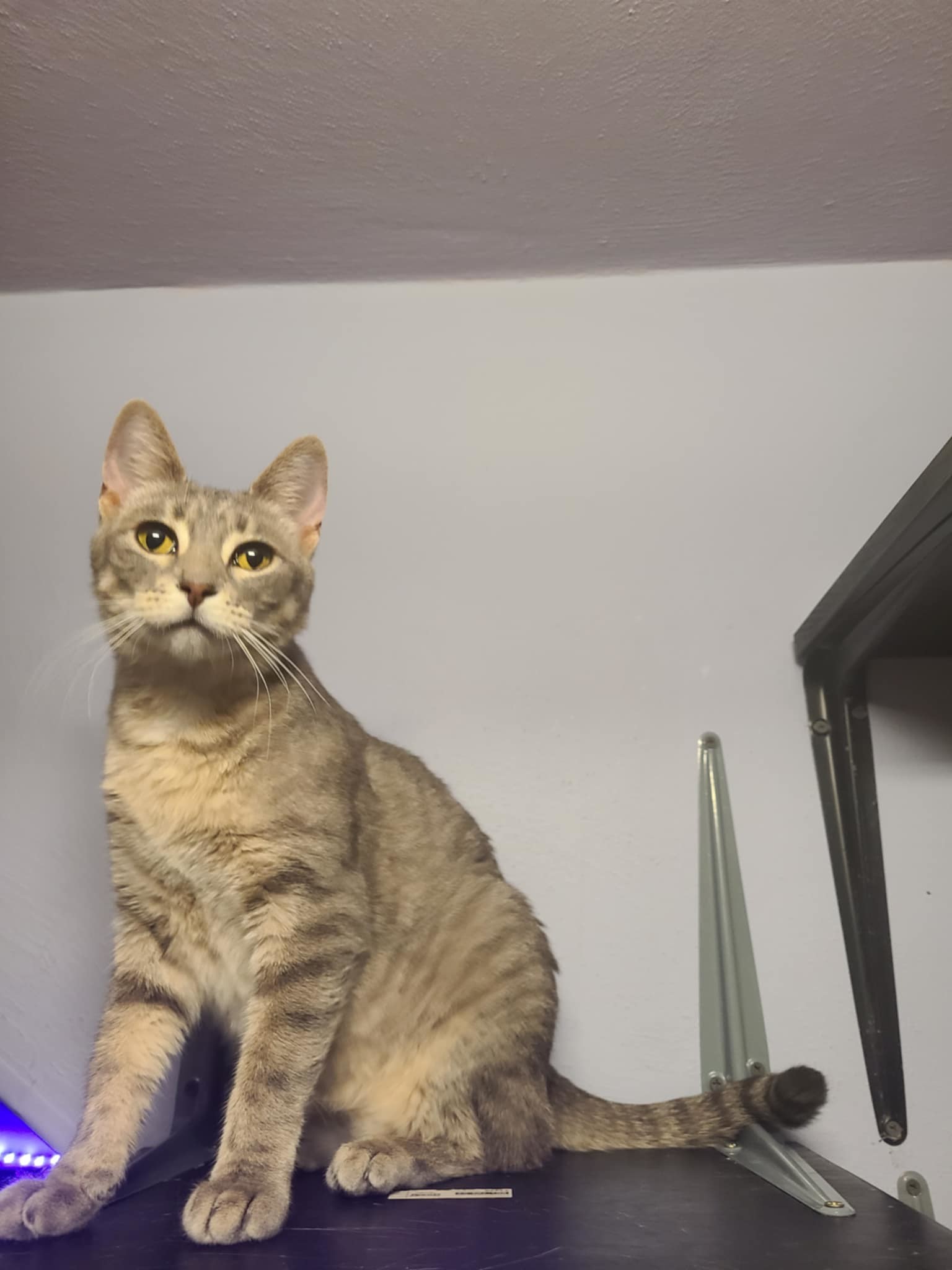 Sharon, an adoptable Tabby, Domestic Short Hair in Mankato, MN, 56001 | Photo Image 2