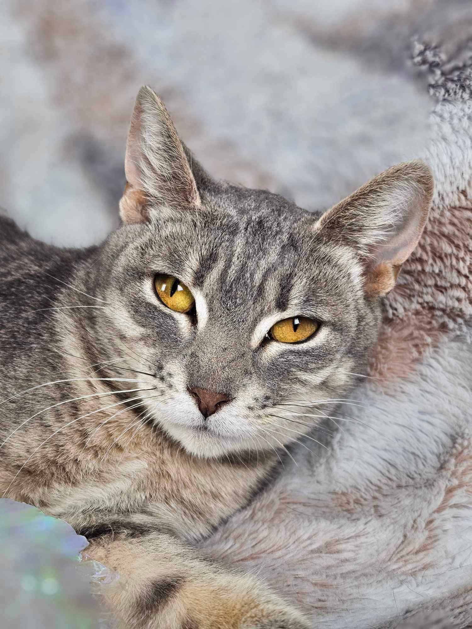 Sharon, an adoptable Tabby, Domestic Short Hair in Mankato, MN, 56001 | Photo Image 3