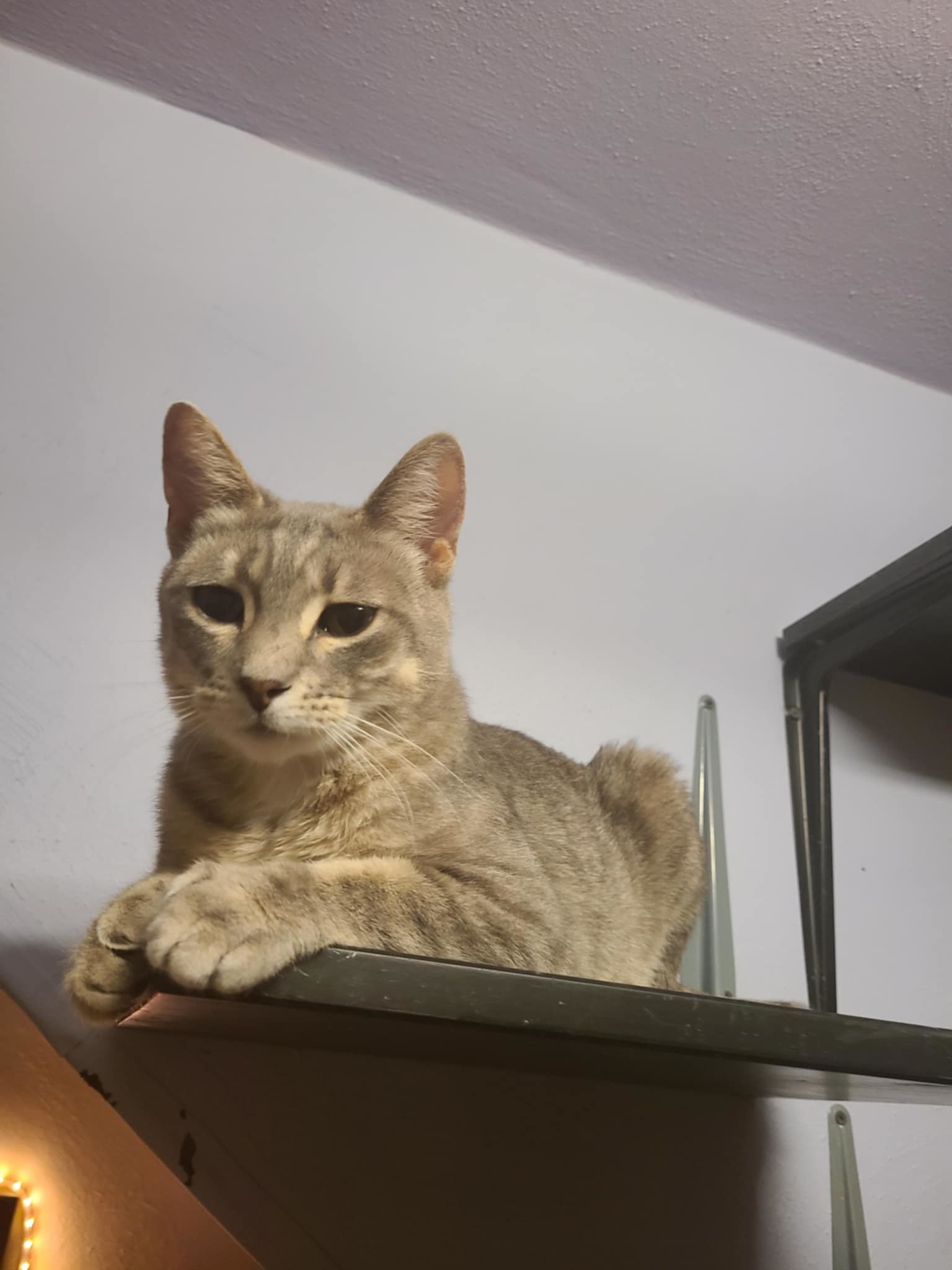 Sharon, an adoptable Tabby, Domestic Short Hair in Mankato, MN, 56001 | Photo Image 3