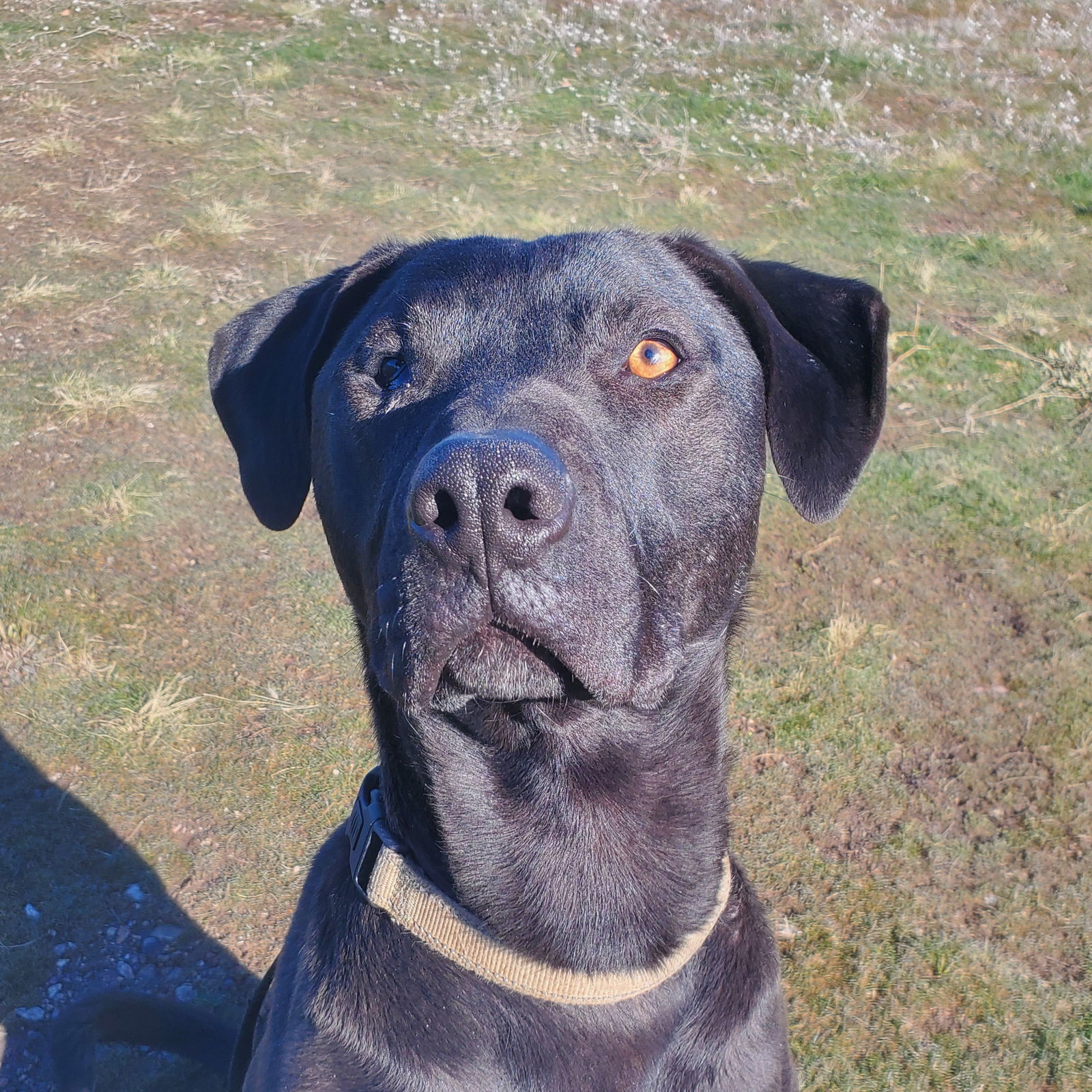 Oscar, an adoptable Pit Bull Terrier in Yreka, CA, 96097 | Photo Image 1