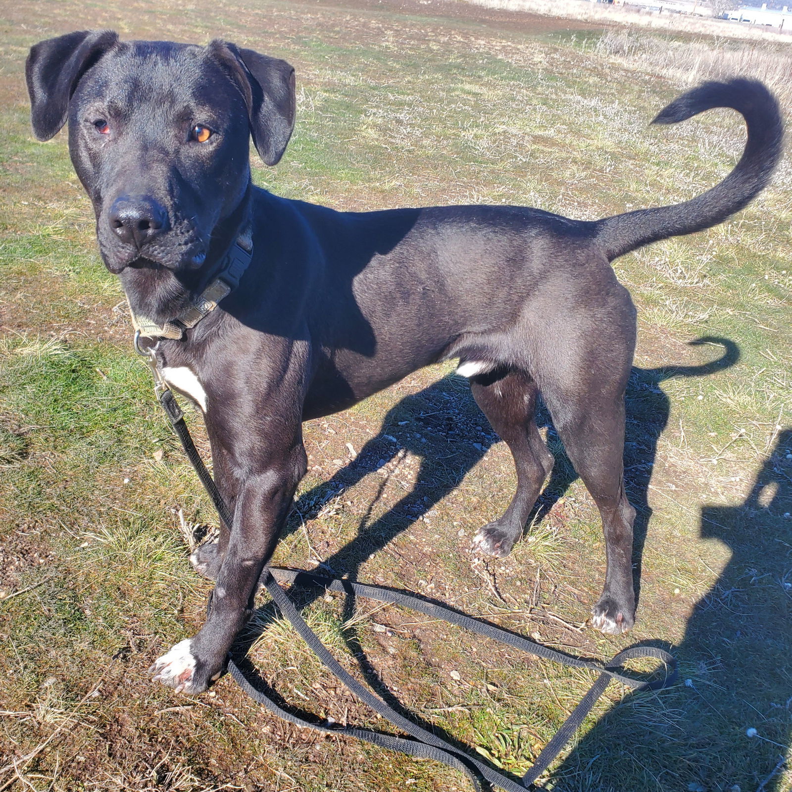 Oscar, an adoptable Pit Bull Terrier in Yreka, CA, 96097 | Photo Image 2