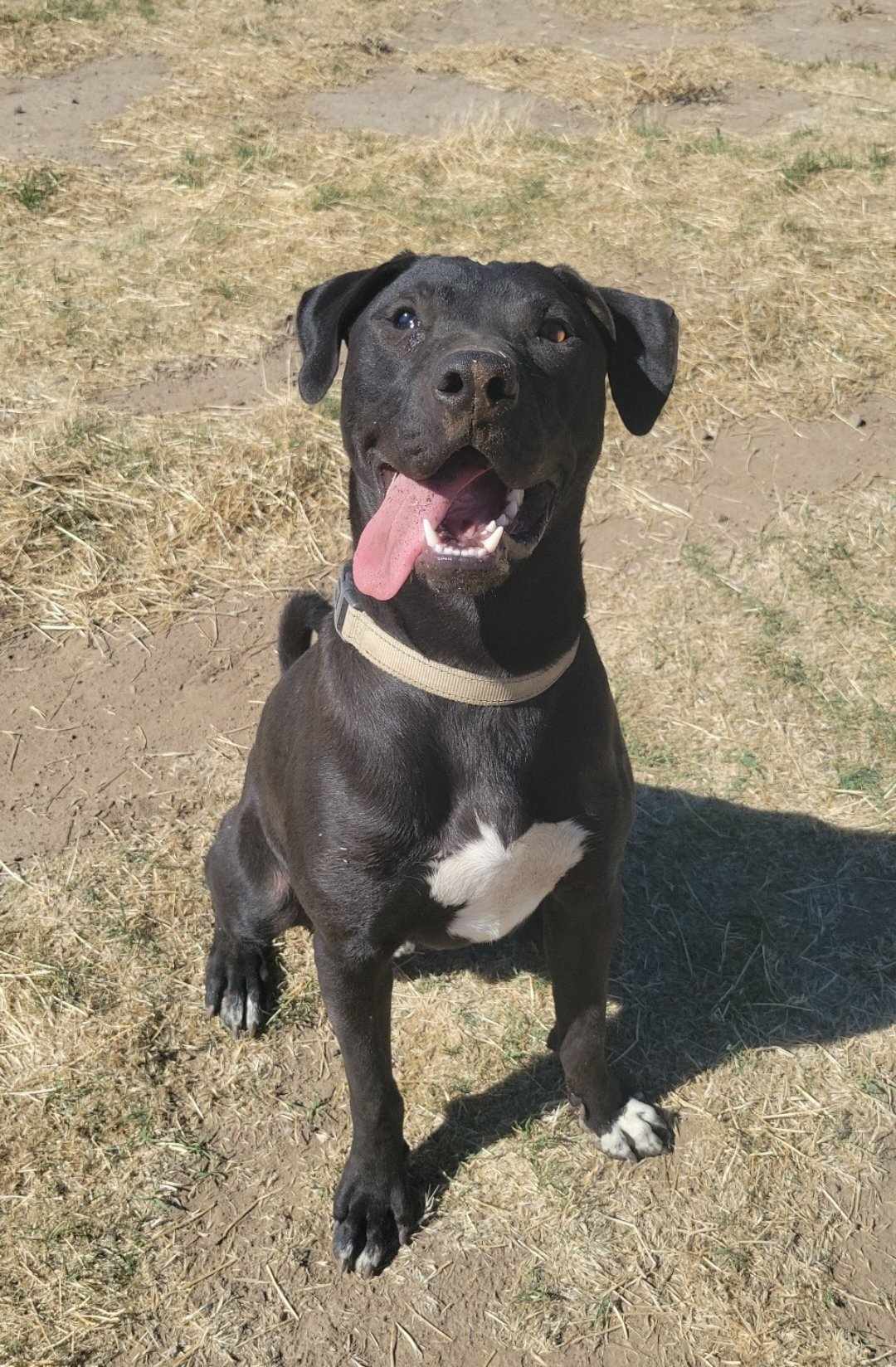 Oscar, an adoptable Pit Bull Terrier in Yreka, CA, 96097 | Photo Image 3
