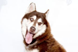 A5628556 Sarge is such a fluff ball of cuteness He prances while on the leash and has the Husky ta