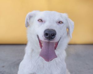 A5630536 Sundae is a cloud of whipped cream sweetness He is so friendly and affectionate a volunt