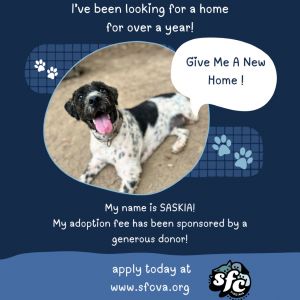 Saskia, Adult Female Mixed Breed