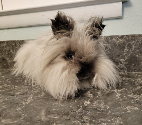 Gizzy