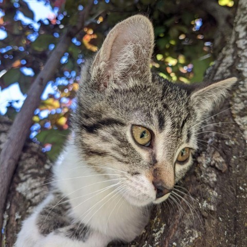 Holly, an adoptable Domestic Short Hair in Talent, OR, 97540 | Photo Image 1