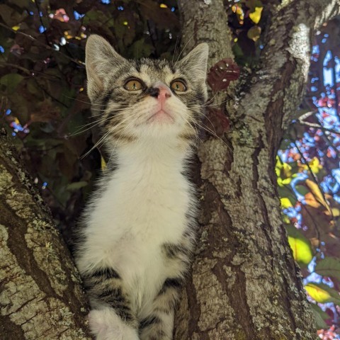 Barnett, an adoptable Domestic Short Hair in Talent, OR, 97540 | Photo Image 1