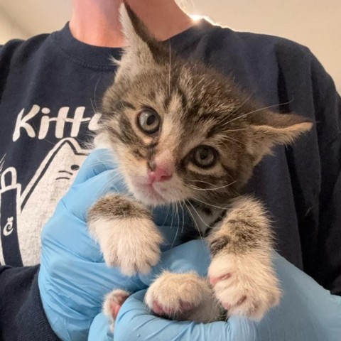 Barnett, an adoptable Domestic Short Hair in Talent, OR, 97540 | Photo Image 2