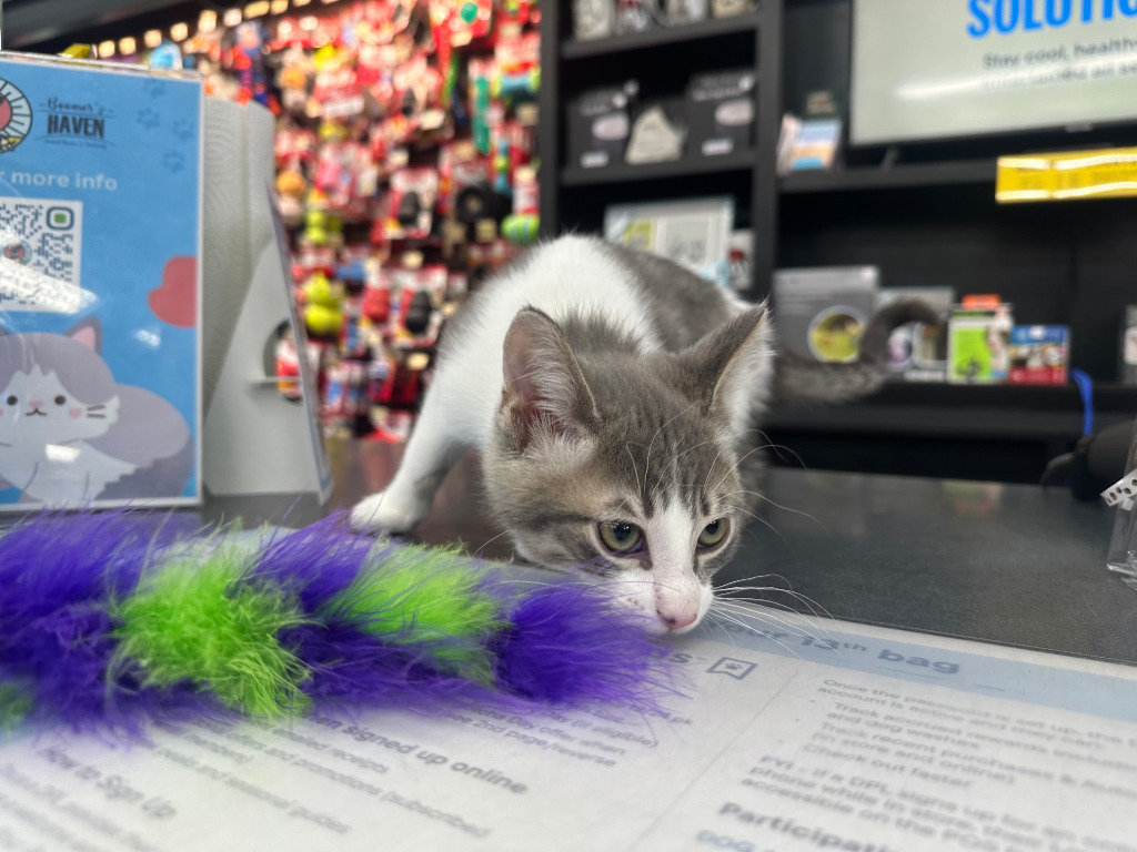 Dutchie, an adoptable Domestic Medium Hair in Calgary, AB, T3S 0C5 | Photo Image 2