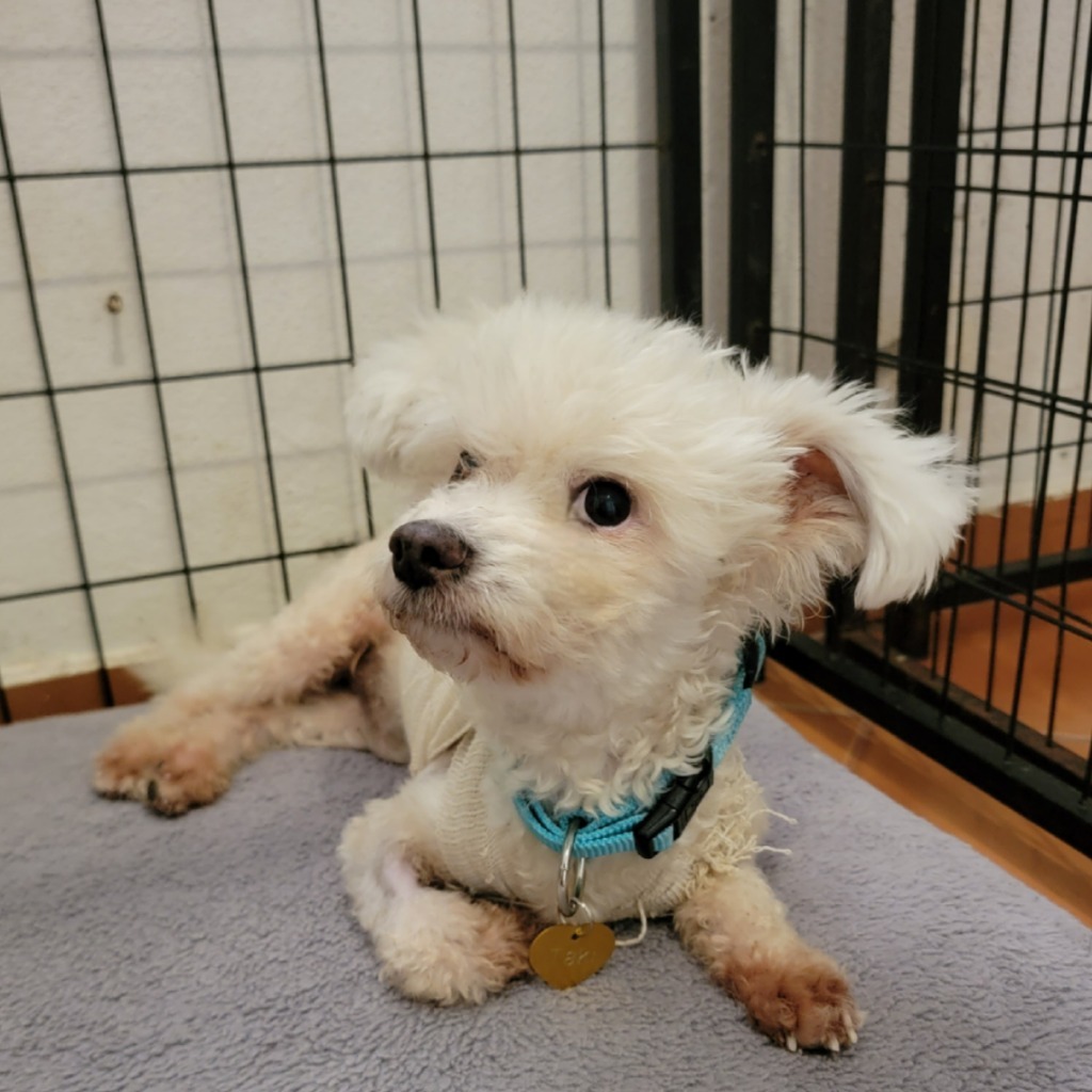 Cheeto, an adoptable Poodle in San Juan de Abajo, NAY, 63732 | Photo Image 1