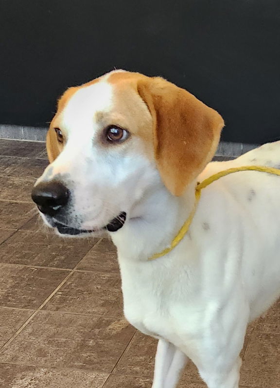 Frank *Adopt or Foster* 1