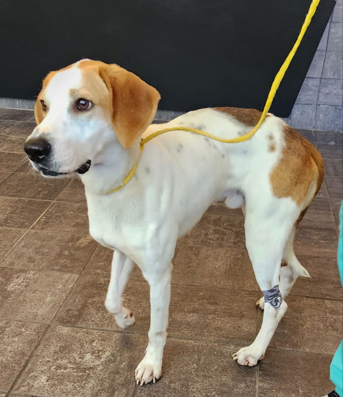Frank *Adopt or Foster* 2