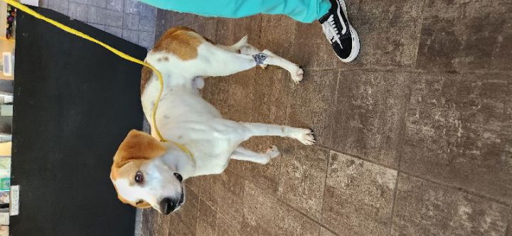 Frank *Adopt or Foster* 3