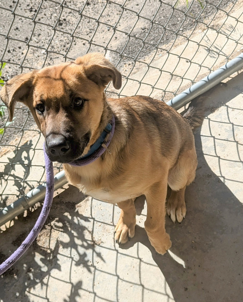 Shakira, an adoptable Mixed Breed in Havre, MT, 59501 | Photo Image 1