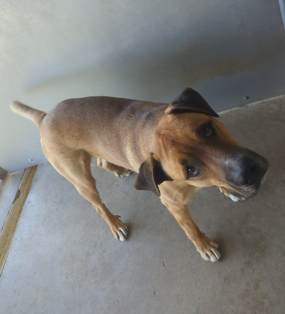 Doug, an adoptable Mixed Breed in Havre, MT, 59501 | Photo Image 1