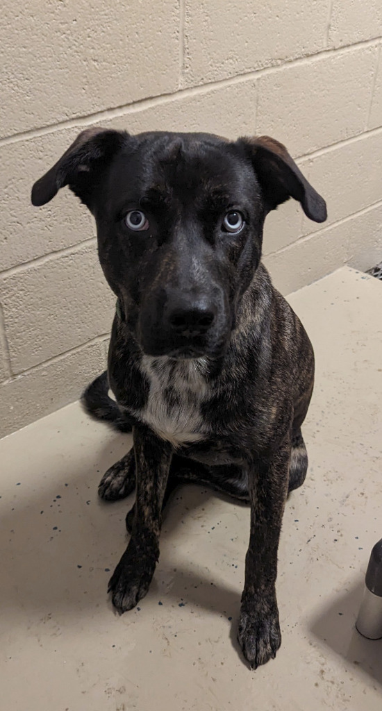 Luigi, an adoptable Mixed Breed in Havre, MT, 59501 | Photo Image 1