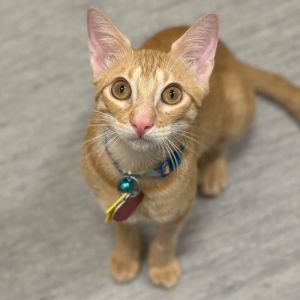 Kepler, Young Male Domestic Short Hair