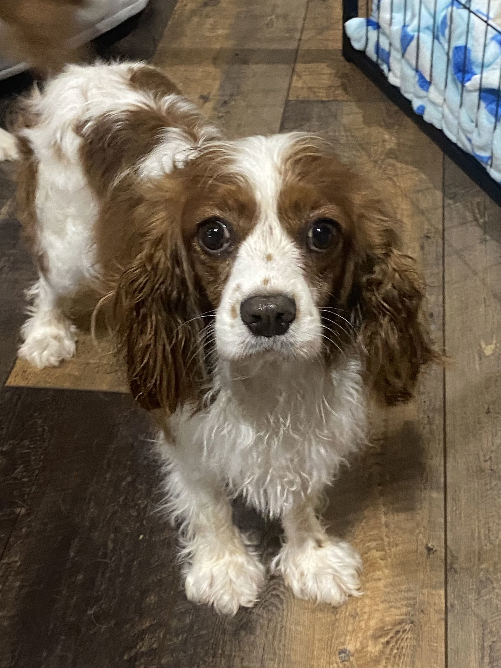 Maggie, an adoptable Cavalier King Charles Spaniel in Brandon, SD, 57005 | Photo Image 1