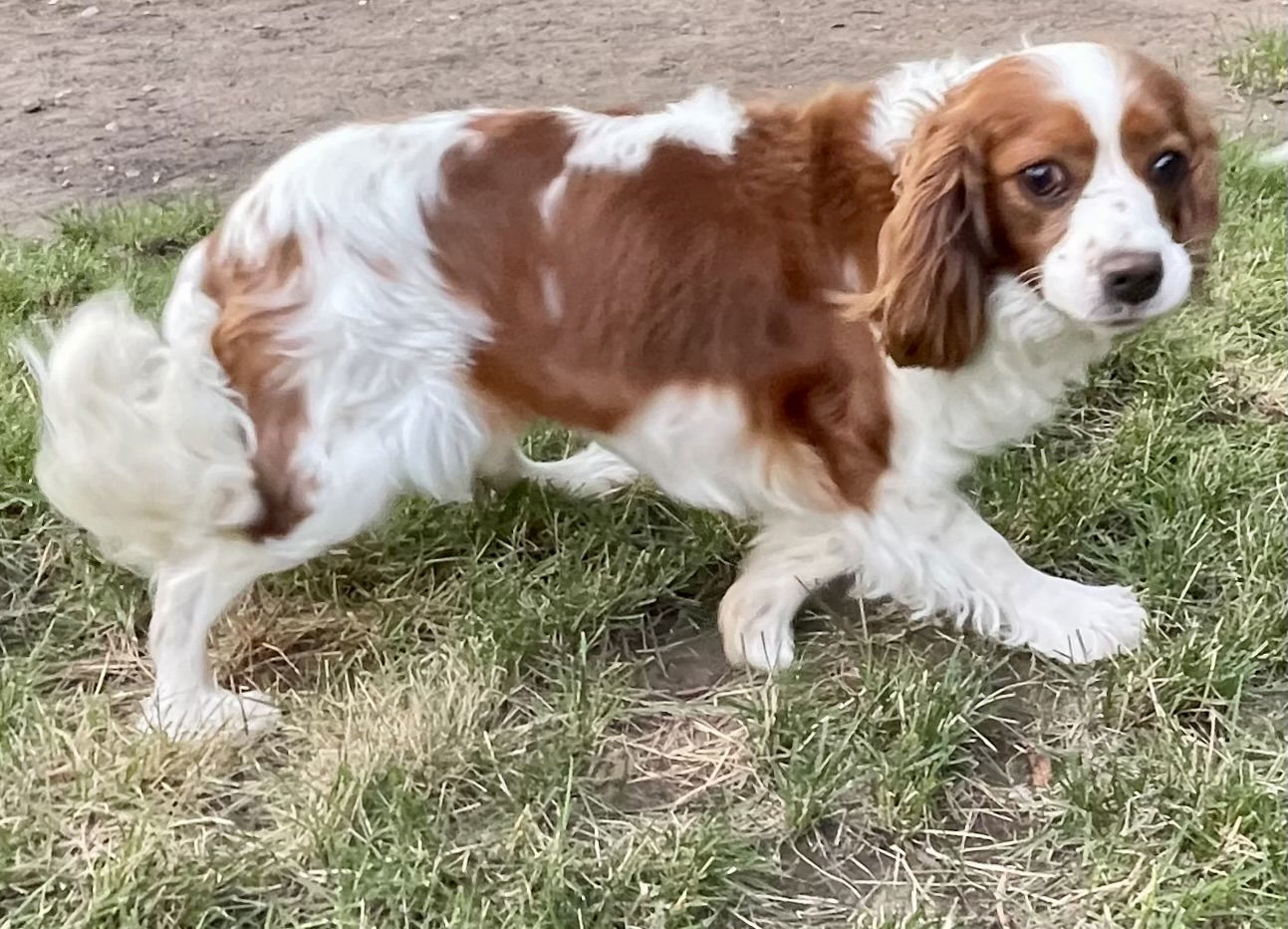 Maggie, an adoptable Cavalier King Charles Spaniel in Brandon, SD, 57005 | Photo Image 2