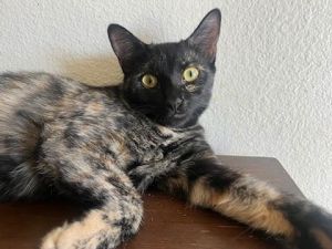 Reece, Young Female Domestic Short Hair