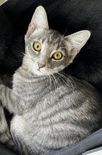 KitKat