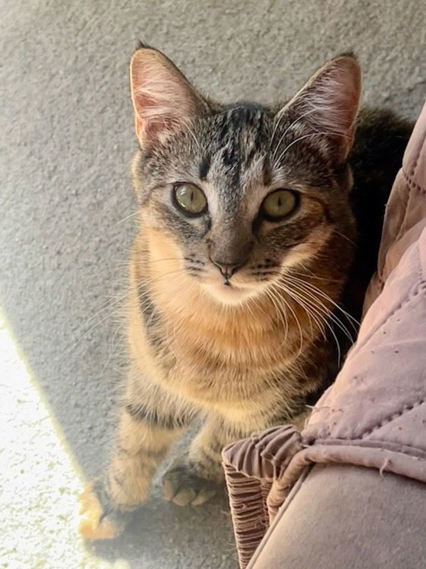 Snickers