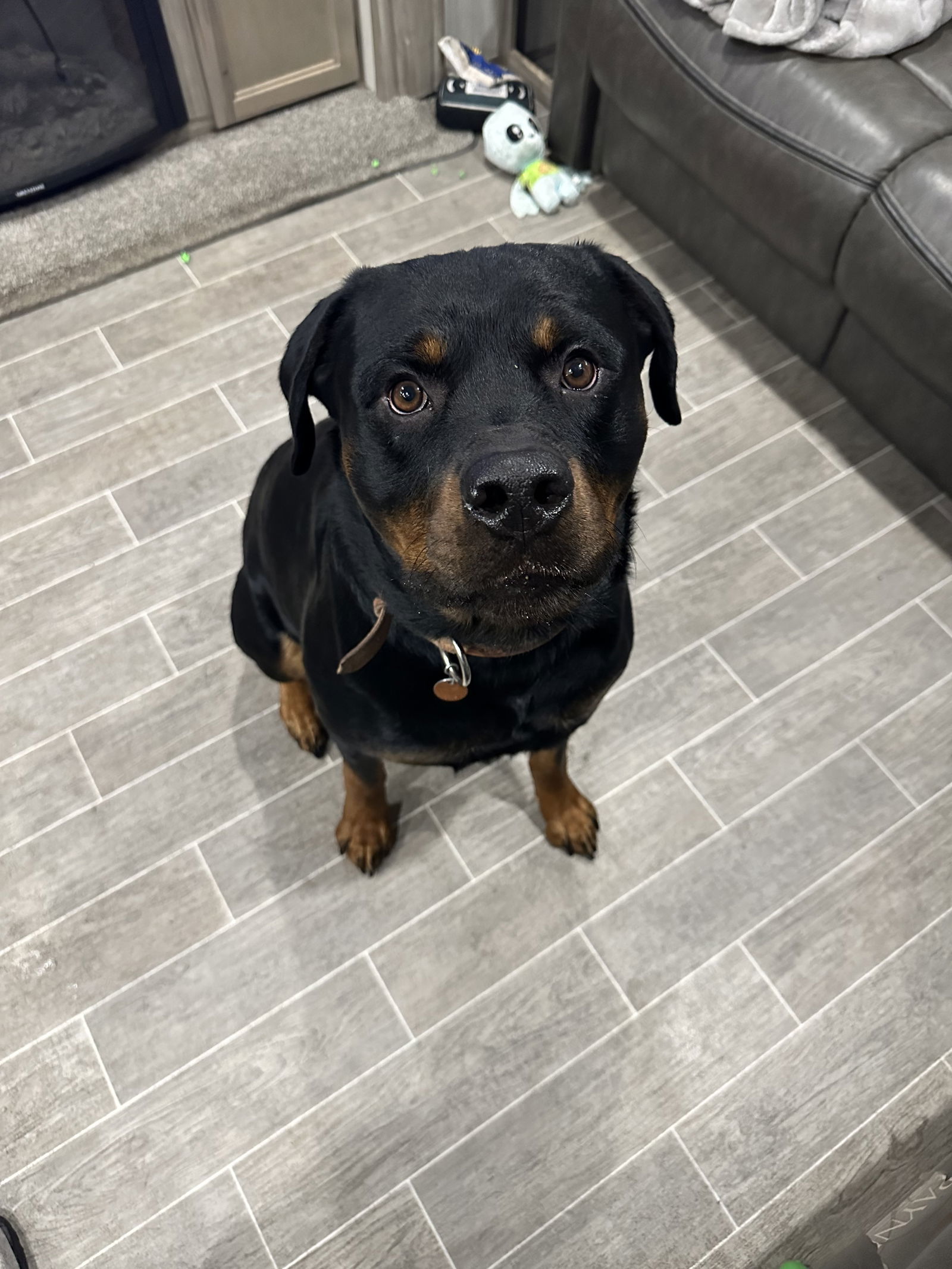 Motley/Referral, an adoptable Rottweiler in Laurel, MT, 59715 | Photo Image 1