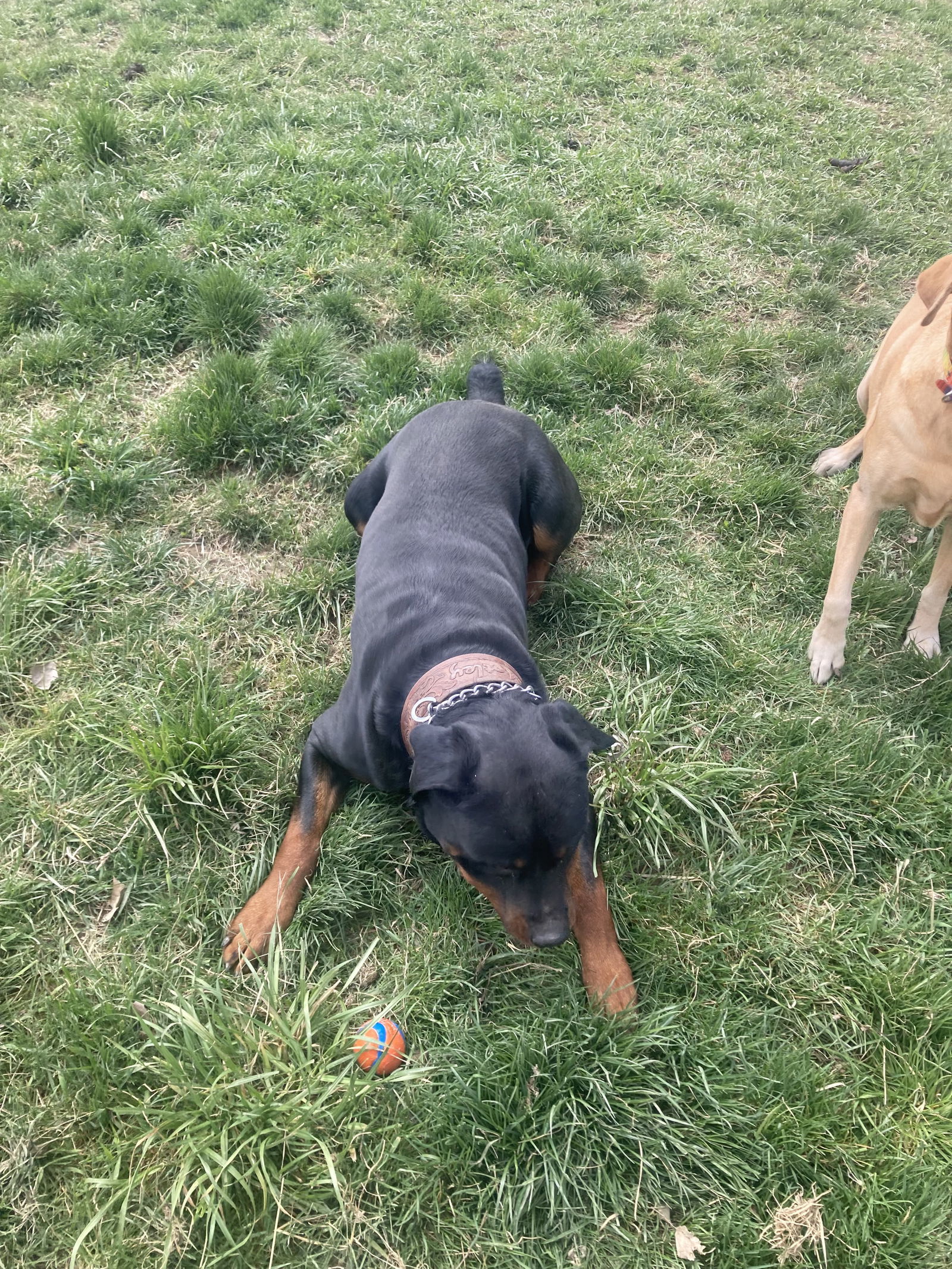 Motley/Referral, an adoptable Rottweiler in Laurel, MT, 59715 | Photo Image 2