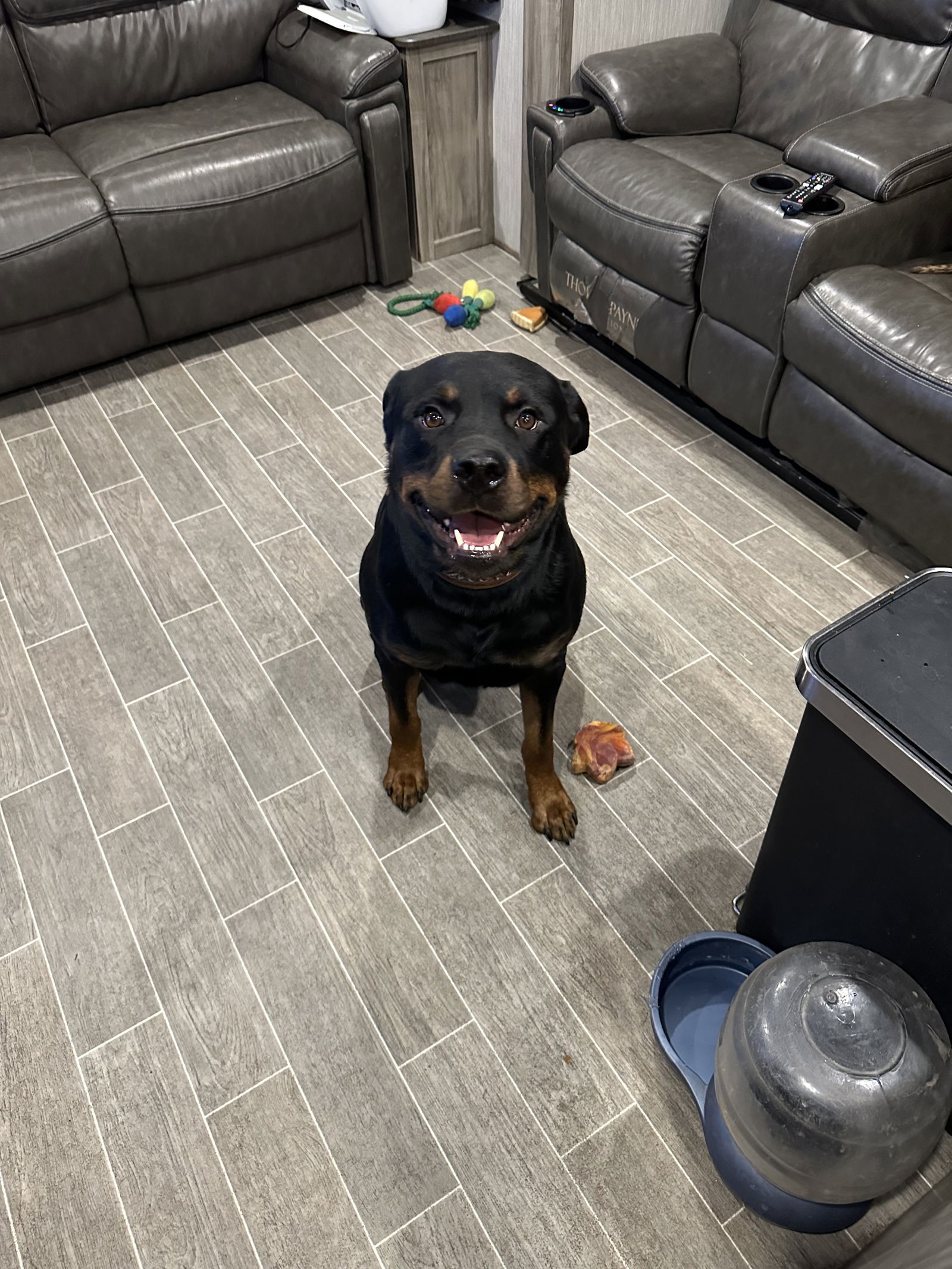 Motley/Referral, an adoptable Rottweiler in Laurel, MT, 59715 | Photo Image 3