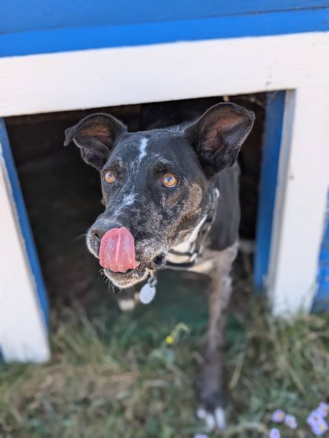 Dog for adoption - T-bone, a Great Dane Mix in Pagosa Springs, CO ...