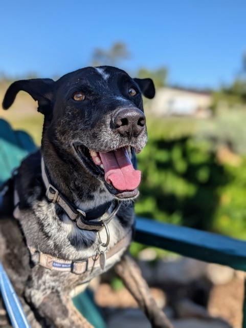 T-bone, an adoptable Mixed Breed in Pagosa Springs, CO, 81147 | Photo Image 1