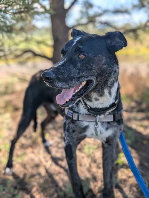 T-bone, an adoptable Mixed Breed in Pagosa Springs, CO, 81147 | Photo Image 2