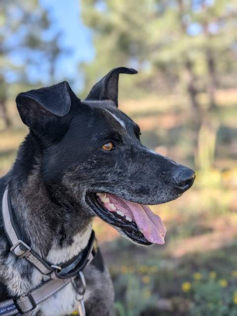 Dog for adoption - T-bone, a Great Dane Mix in Pagosa Springs, CO ...