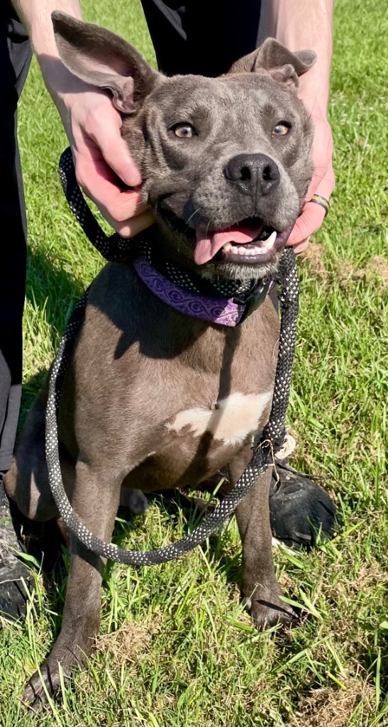 Smokey, an adoptable Mixed Breed in Saint Francisville, LA, 70775 | Photo Image 1