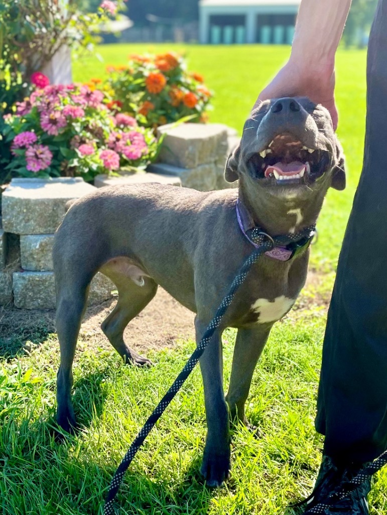 Smokey, an adoptable Mixed Breed in Saint Francisville, LA, 70775 | Photo Image 2