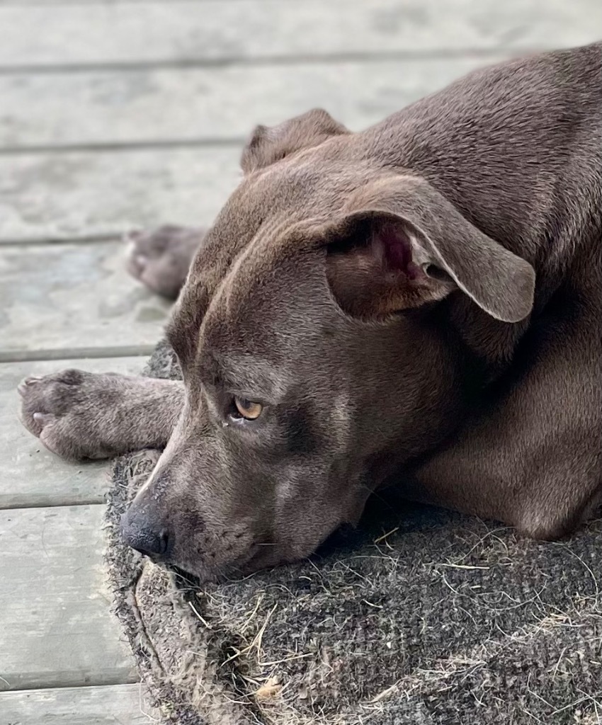 Smokey, an adoptable Mixed Breed in Saint Francisville, LA, 70775 | Photo Image 3
